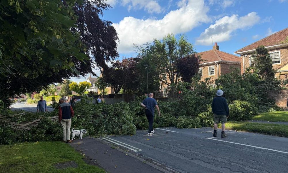Tree fallen and blocked Main Street, Upper Poppleton, York