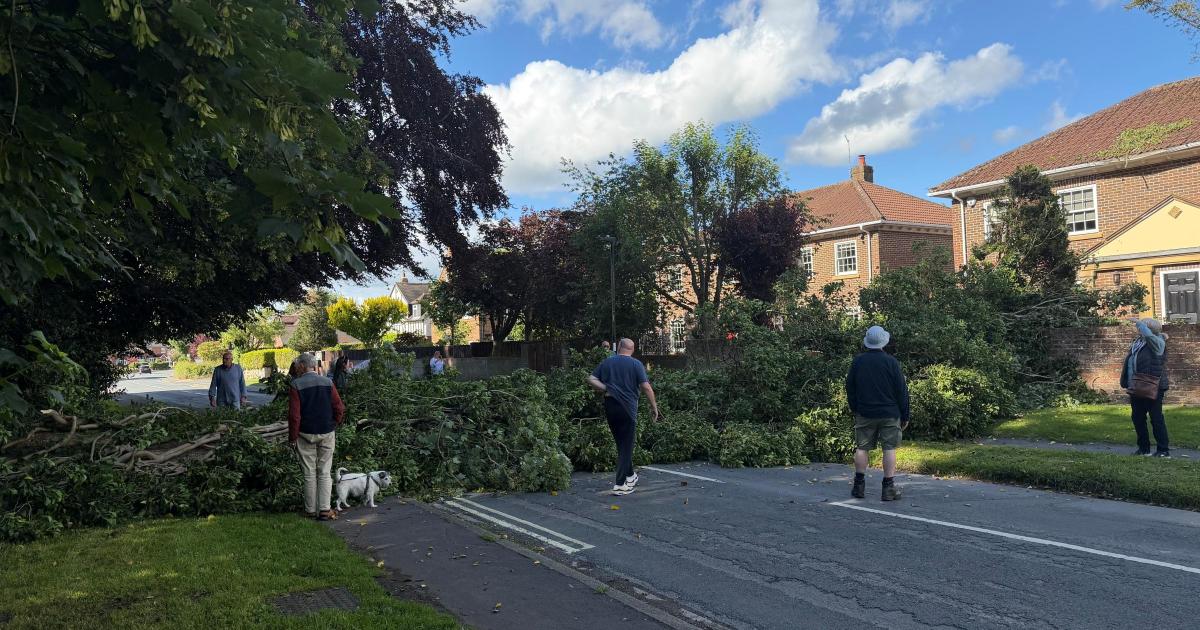 Tree fallen and blocked Main Street, Upper Poppleton, York