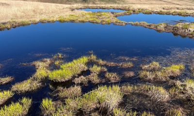 Bogs on Winter Hill being restored to help tackle flooding