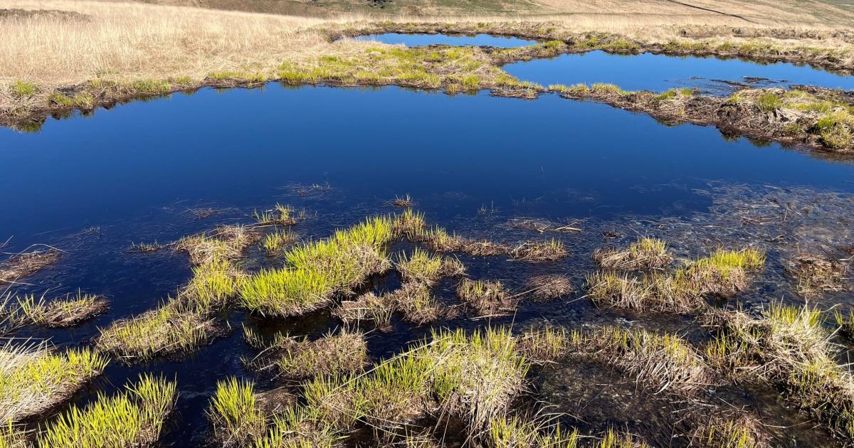 Bogs on Winter Hill being restored to help tackle flooding