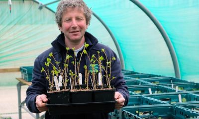 Rare black poplar trees to be replanted in Howardian Hills