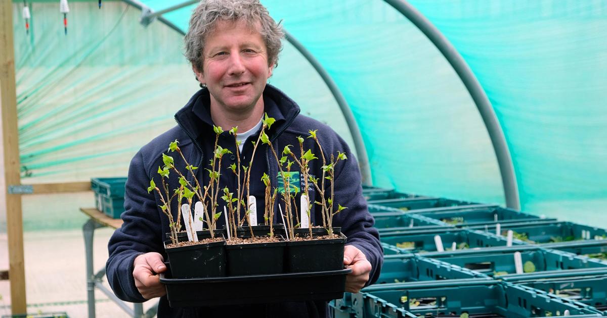 Rare black poplar trees to be replanted in Howardian Hills