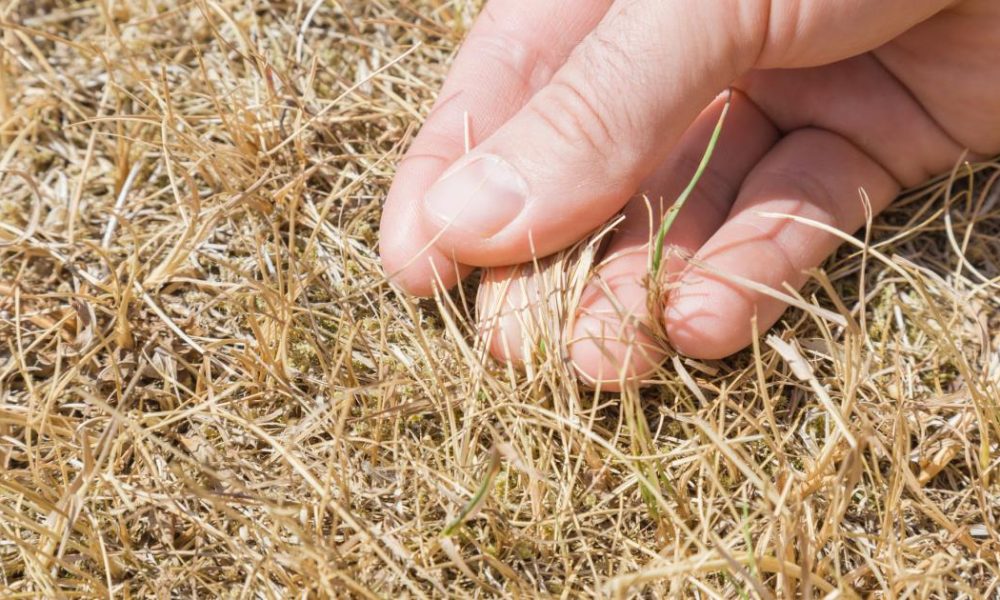 Lawn care expert issues urgent summer warning amid heat surge