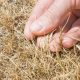 Lawn care expert issues urgent summer warning amid heat surge