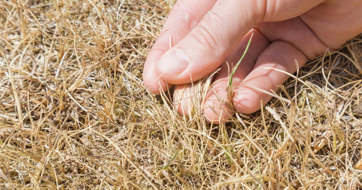 Lawn care expert issues urgent summer warning amid heat surge