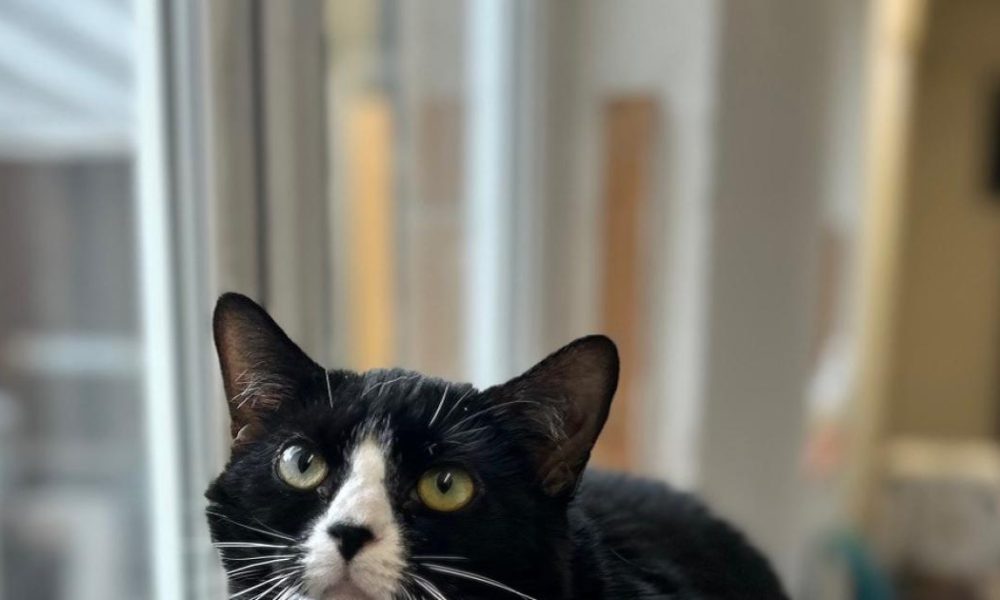 'Sassy but sweet' Smudge has been at RSPCA York since March