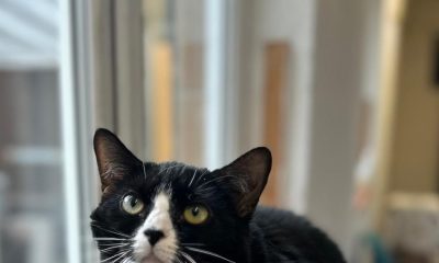 'Sassy but sweet' Smudge has been at RSPCA York since March