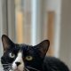 'Sassy but sweet' Smudge has been at RSPCA York since March