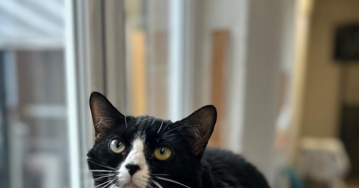 'Sassy but sweet' Smudge has been at RSPCA York since March
