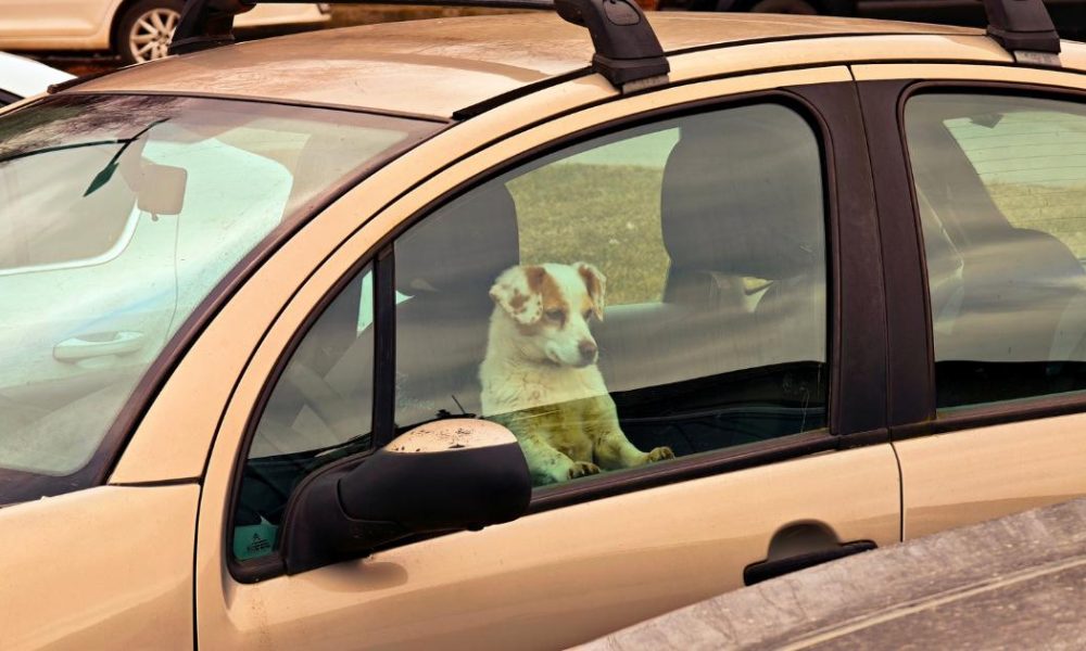 What to do if a dog is in a hot car and can you smash window