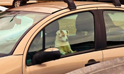 What to do if a dog is in a hot car and can you smash window