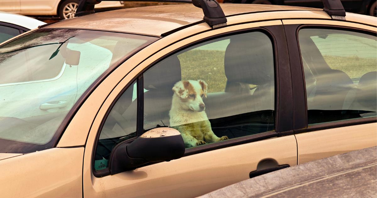 What to do if a dog is in a hot car and can you smash window