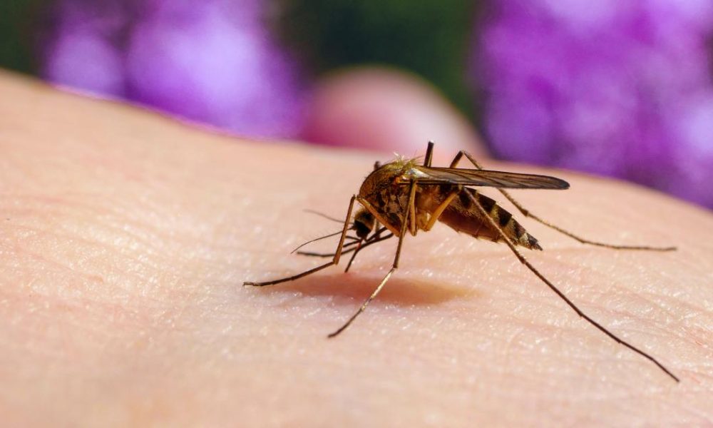 Mosqutio warning issued amid potential 'surge' in the UK