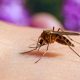 Mosqutio warning issued amid potential 'surge' in the UK