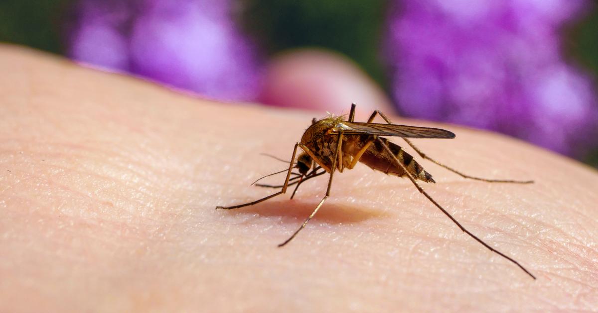 Mosqutio warning issued amid potential 'surge' in the UK