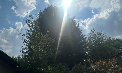 Harwood high hedge complaint sparks concerns in gardens