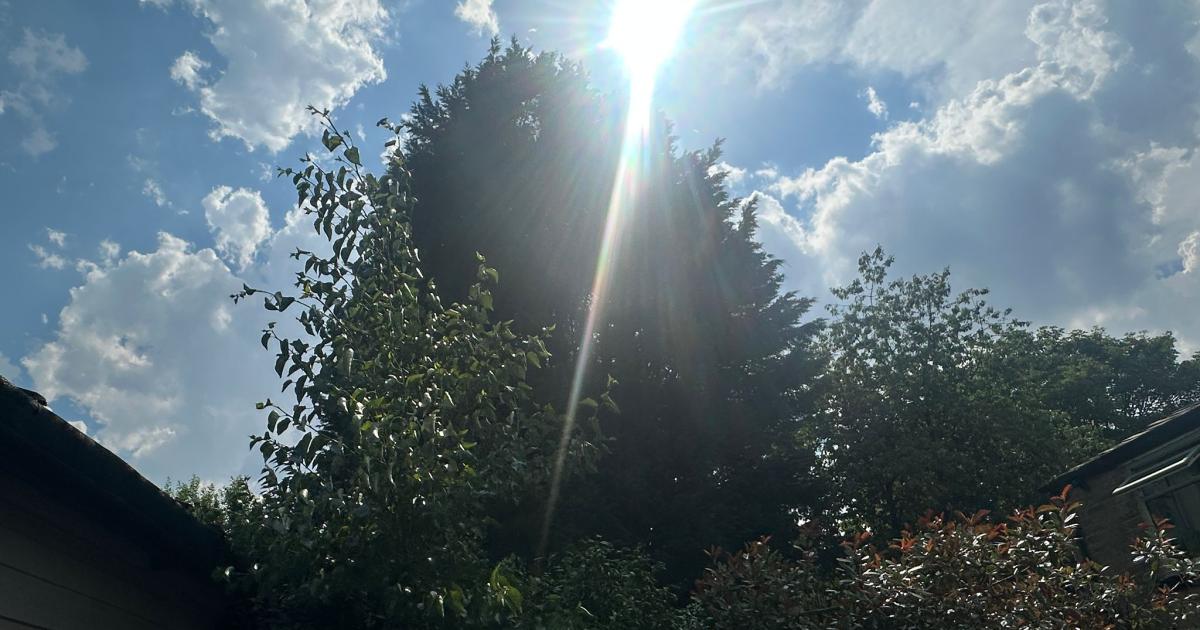 Harwood high hedge complaint sparks concerns in gardens