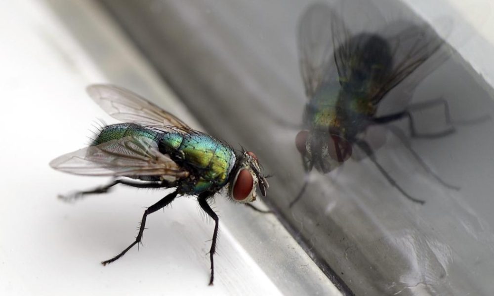 Hack using two household items to keep flies away from home