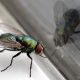 Hack using two household items to keep flies away from home