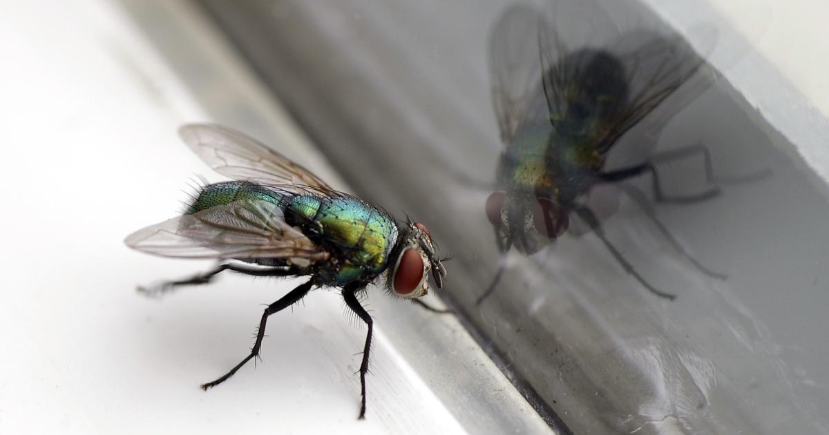 Hack using two household items to keep flies away from home