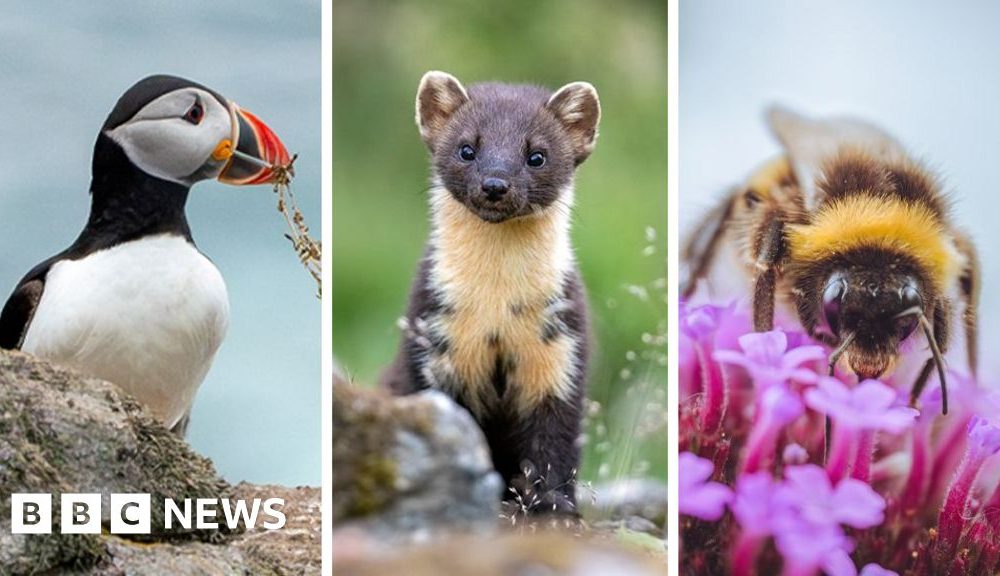 Puffin and bumblebee among 18 creatures shortlisted to feature on banknotes