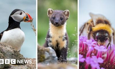 Puffin and bumblebee among 18 creatures shortlisted to feature on banknotes