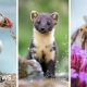 Puffin and bumblebee among 18 creatures shortlisted to feature on banknotes
