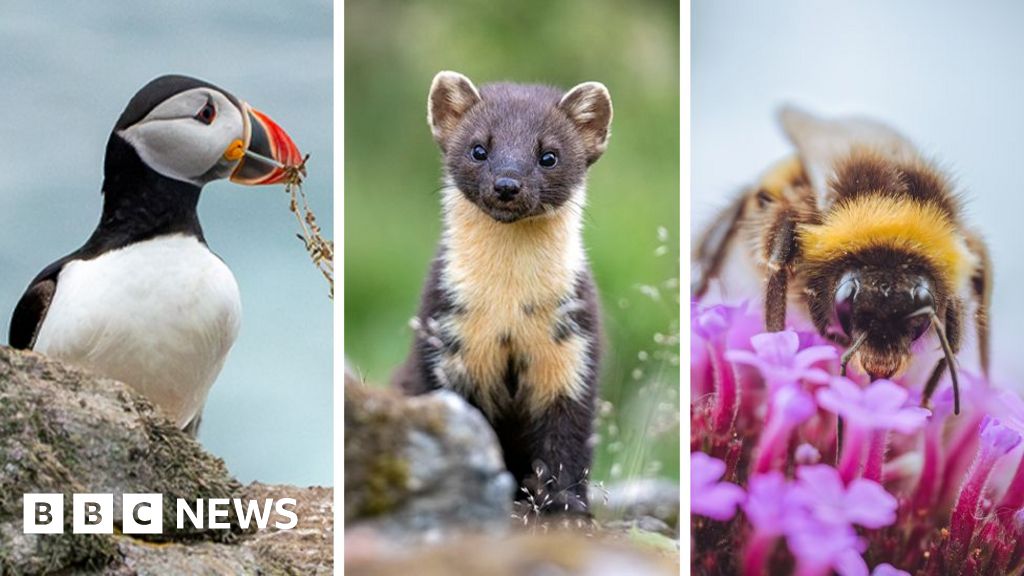 Puffin and bumblebee among 18 creatures shortlisted to feature on banknotes
