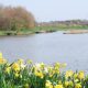 Two arrested after Pitbull-type dog attack in Hemlington