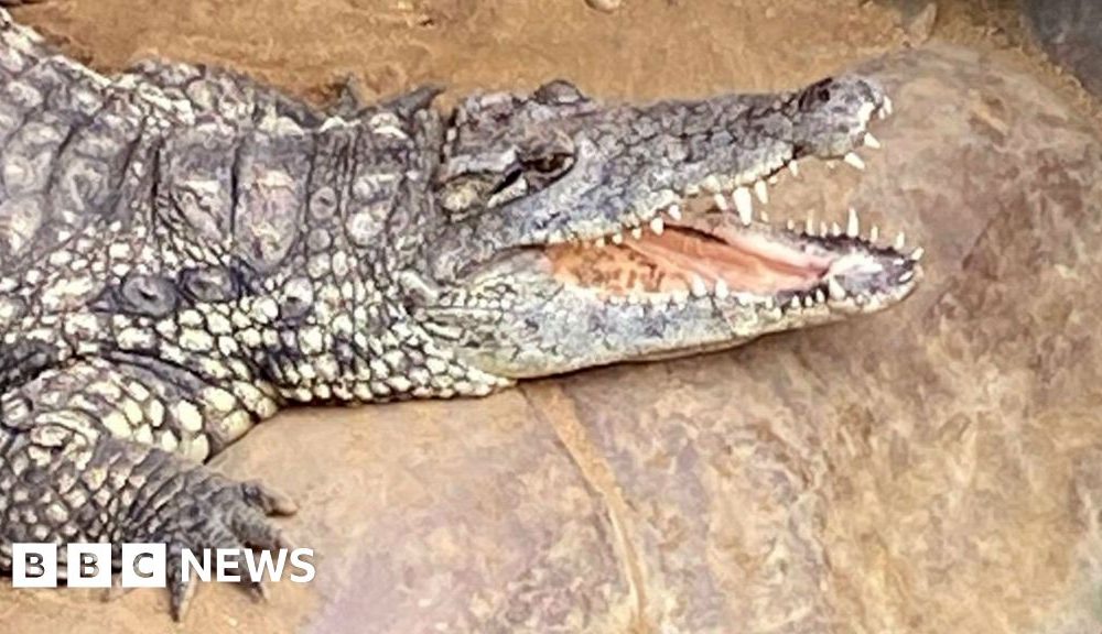 Wowcher sorry for 'unacceptable' crocodile attack email