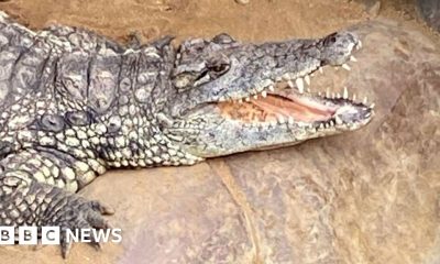 Wowcher sorry for 'unacceptable' crocodile attack email