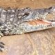 Wowcher sorry for 'unacceptable' crocodile attack email