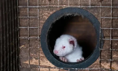 Government’s Animal Welfare Committee condemns global fur trade, fur import ban is only credible option for UK Government says Humane World for Animals