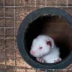 Government’s Animal Welfare Committee condemns global fur trade, fur import ban is only credible option for UK Government says Humane World for Animals