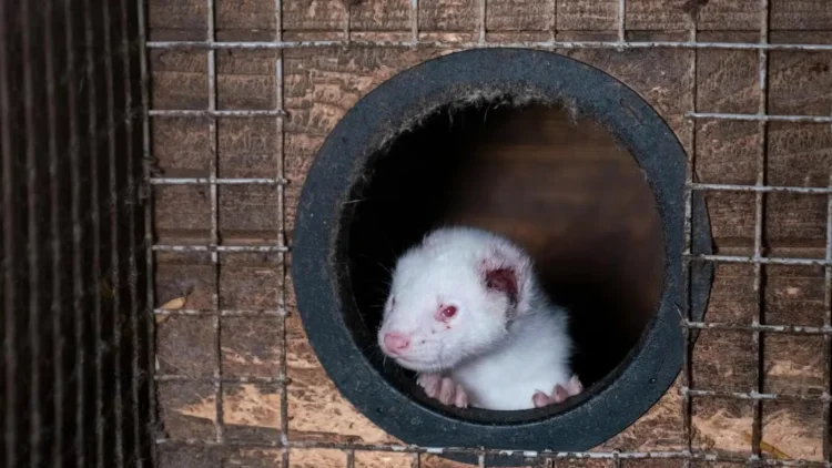 Government’s Animal Welfare Committee condemns global fur trade, fur import ban is only credible option for UK Government says Humane World for Animals