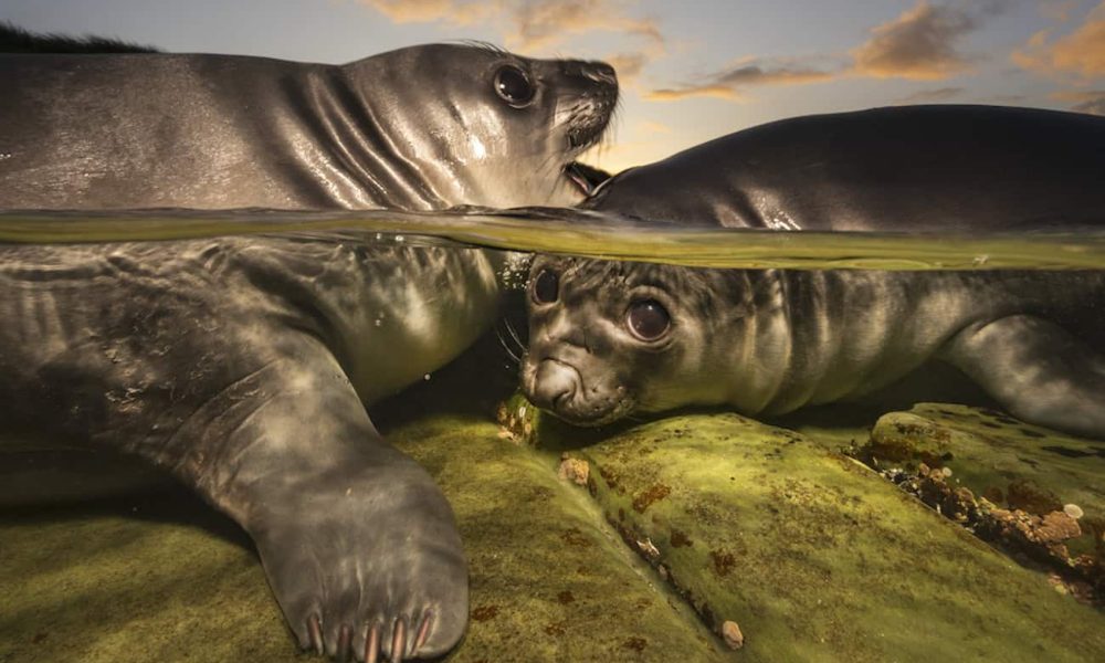 Gallery: Underwater Photographer of the Year 2026