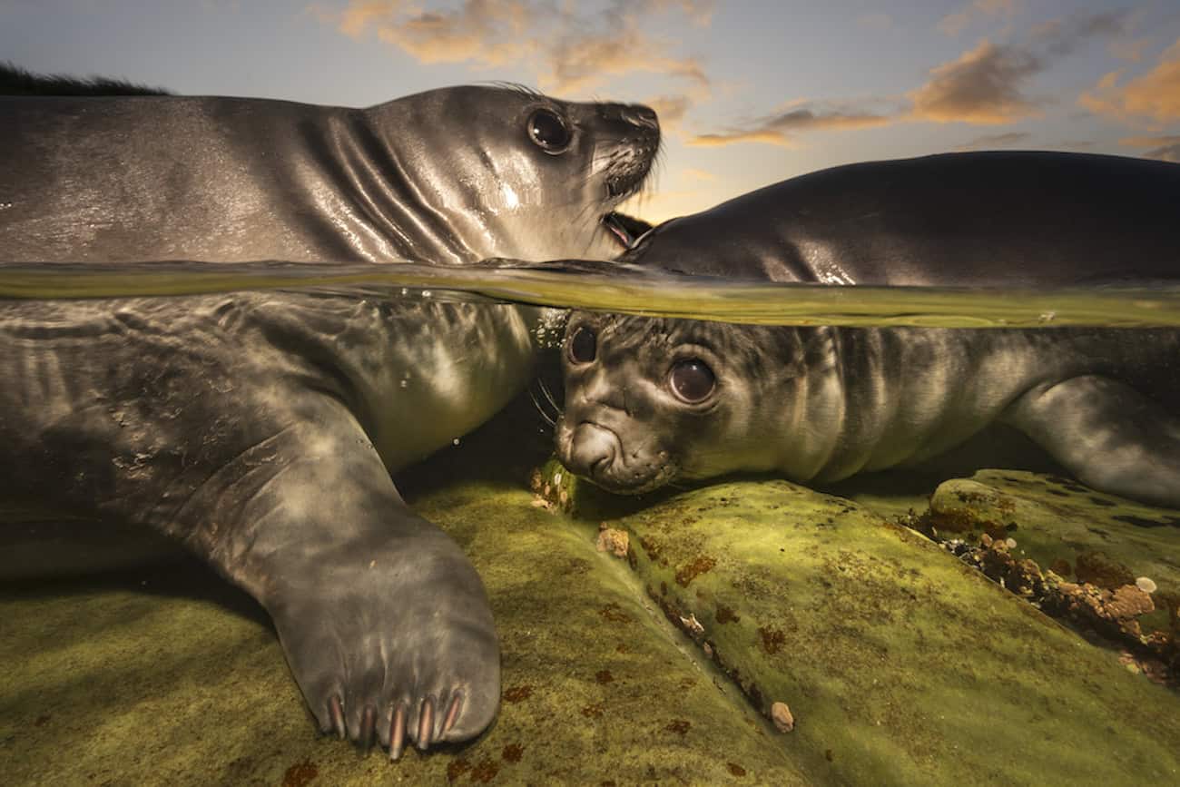Gallery: Underwater Photographer of the Year 2026
