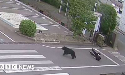 Man attacked by bear at steel works in Japan