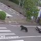 Man attacked by bear at steel works in Japan