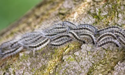 Are There Any Dangerous Caterpillars In The UK?