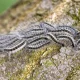 Are There Any Dangerous Caterpillars In The UK?