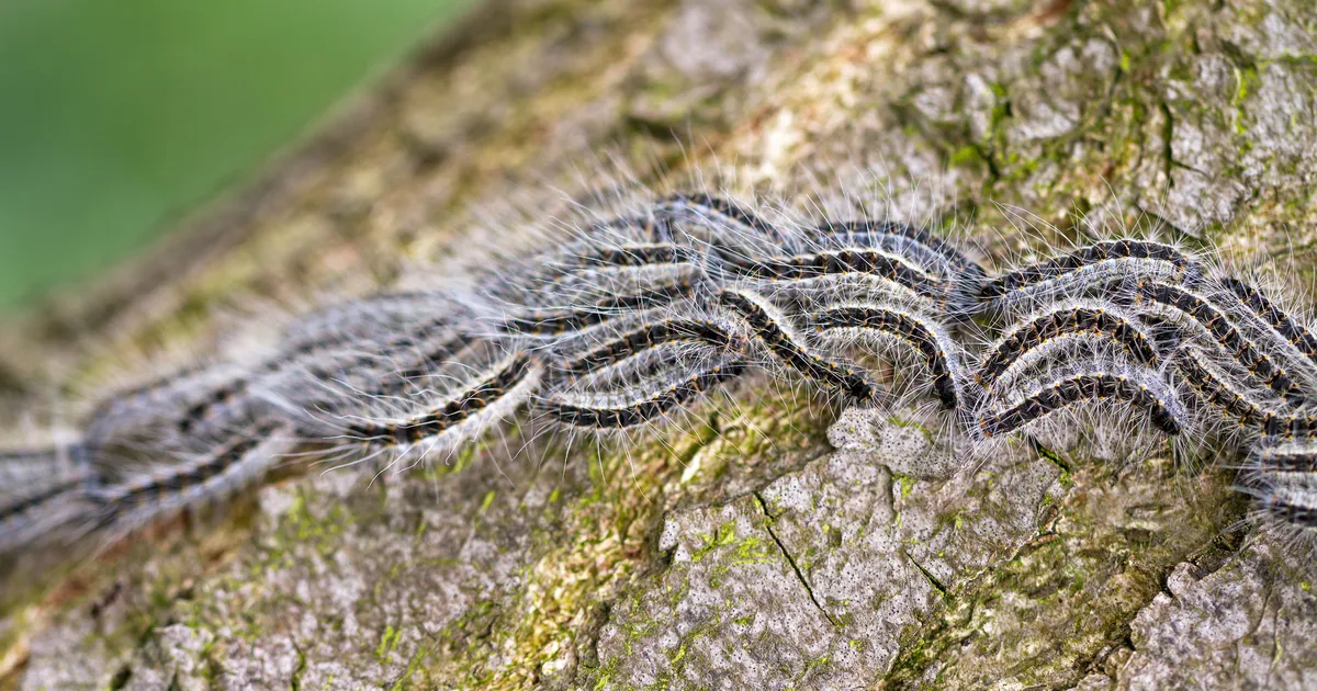 Are There Any Dangerous Caterpillars In The UK?