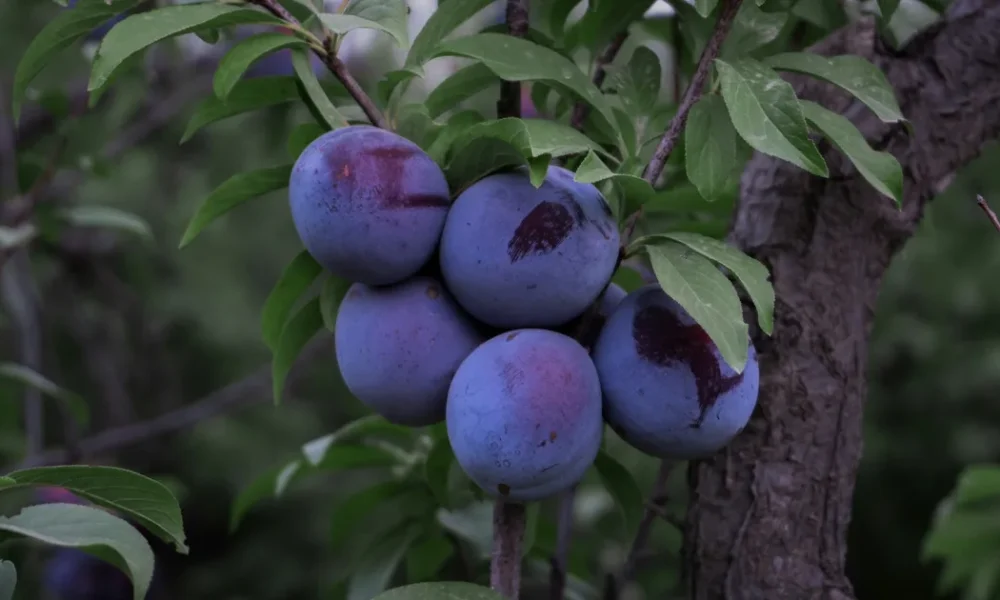 Plum Health Benefits For Your Brain, Heart, Bones, And More