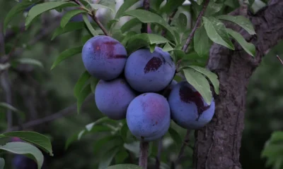 Plum Health Benefits For Your Brain, Heart, Bones, And More