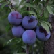 Plum Health Benefits For Your Brain, Heart, Bones, And More