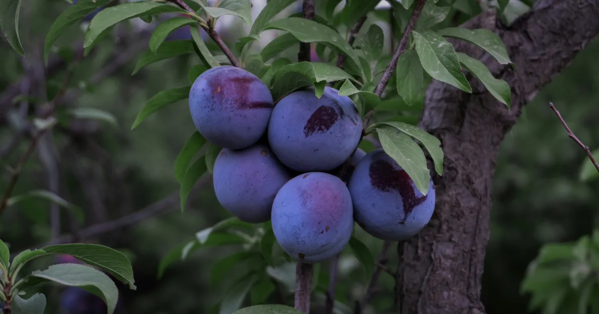 Plum Health Benefits For Your Brain, Heart, Bones, And More