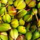 Here's What Capers Are Really Made From