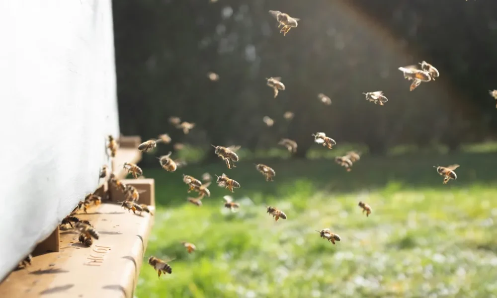 When Should I Be Worried About Bees Gathering Near My Home?