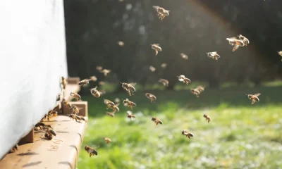 When Should I Be Worried About Bees Gathering Near My Home?