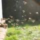 When Should I Be Worried About Bees Gathering Near My Home?